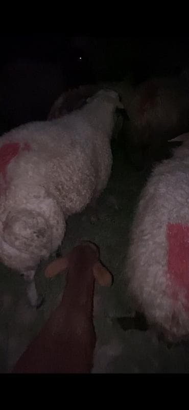 heyvan satisi tap az: 1 yaşinda qoş balbas sortu qaragöz heyvan surmeyine soz ola bilmez — 2