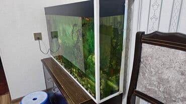 ördək bala: Dördbucaq akvarium, Balıqlarla birlikdə, 150 l, Ünvandan götürmə — 2