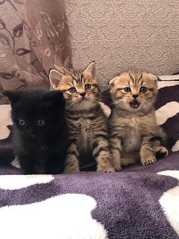 Qızıl şinşilla, Yaxşı əllərə