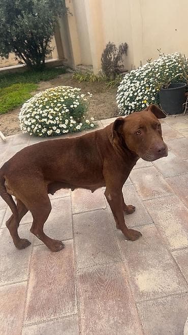 it satilir ucuz: Pitbull satilir bir defe ana olub ) istwyen muraciyet etsin — 2