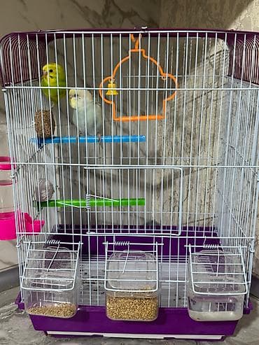 Собаки: 65 manata alinib 50 man satilir.Yemide var — 3