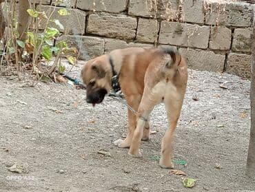 qurdbasar balaları: Qurdbasar, 3 ay, Dişi, Ödənişli çatdırılma — 2