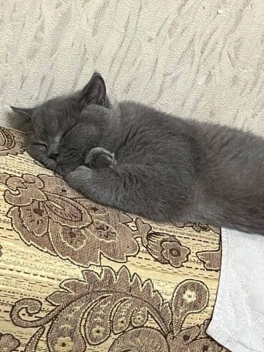 şotland pişiyi qiymeti: Şotland, Erkək — 4