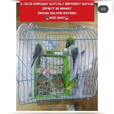 Məhsul: 5 ədəd popuqay qəfəs ilə birlikdə Xüsusiyyətlər: - Qəfəs