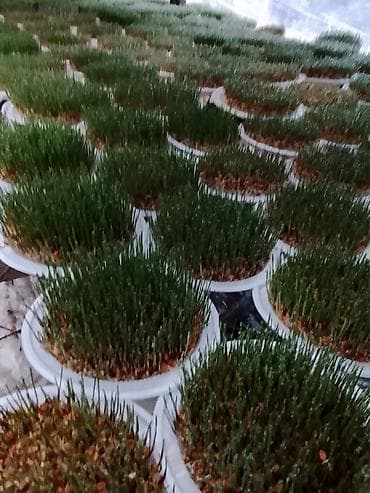 araq sekilleri: Novruz üçün bəzədilmiş səməni kompozisiyaları - Təbii buğda səmənisi — 5