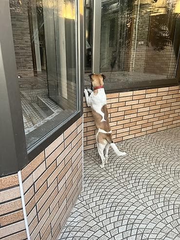 cane corso satisi: 8 ay, Dişi, Peyvəndli, Pulsuz çatdırılma — 2