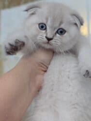 Britan yastı qulaq, Erkək, Dişi, Yaxşı əllərə, Ünvandan götürmə, Ödənişli çatdırılma, Rayonlara çatdırılma