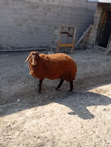 qoyunu: Erkək, Qala, il: 1, Damazlıq, Ünvandan götürmə — 3