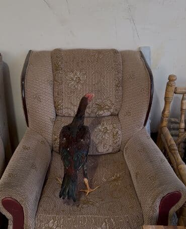 ev quşları haqqında qısa məlumat: Xoruz, il: <1, Ödənişli çatdırılma — 1