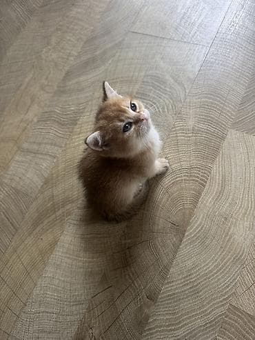 Britan, Erkək, Dişi