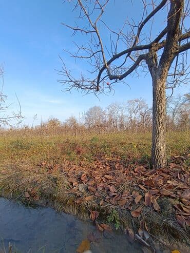 184 sot, Kənd təsərrüfatı, Kupça (Çıxarış)