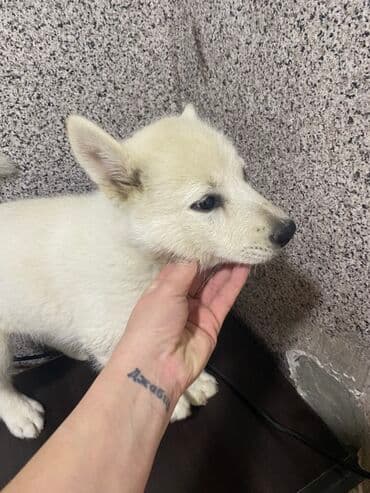 naxcivan it elanlari: Xaski, 2 ay, Dişi — 1