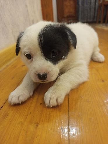 Heyvanlar üçün mallar: 2 ay, Dişi, Ünvandan götürmə — 8