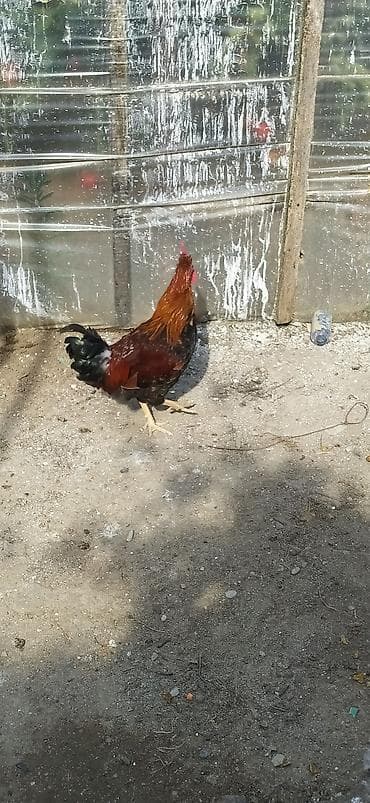 bramo xoruzu: Xoruz, il: 1, Ünvandan götürmə — 6