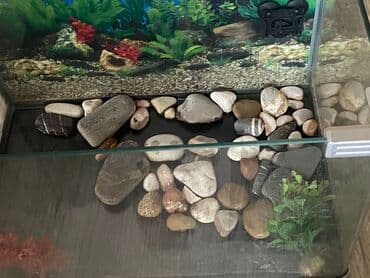 продажа аквариумных рыбок: BOYU akvarium - Şüşə korpus, şəffaf yan tərəflər və dekorativ — 3