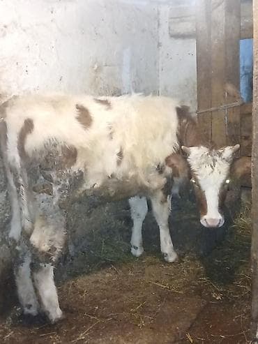 Məhsul: Dana (2 baş) 2 baş dişi dana hem sutluk damazliq hem etlik