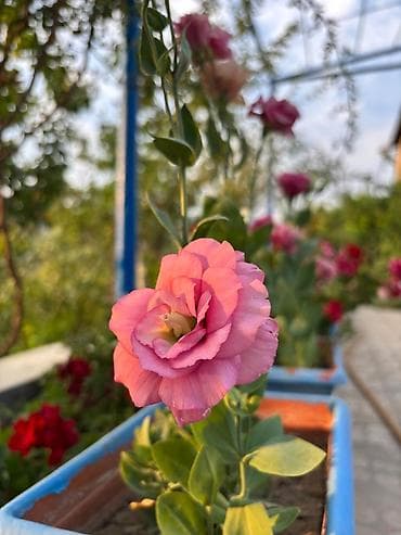 Bitki dərmanları: Lisianthus (Eustoma) fidanları – rəngli kəsim və bağ gülləri Eustoma — 4