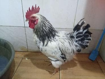 essek balasi: Məhsul: xoruz Təsvir: salam qardaşdar bu xoruz satılır vaksinasiya və — 5