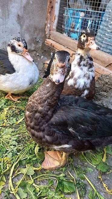 ördekler: Salam lal ordek satiram 4 denedi biri xoruzdu 3 dişi xoruzu 30 azn di — 7