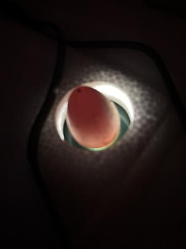 Yumurta: Mayalı təzə yığılmış kəklik və sesar(firəng) yumurtaları. Sesar — 3