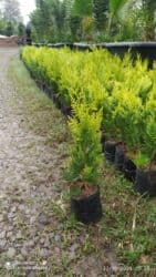 su çəni 3 tonluq: Leylandıra gold şitilleri sifariş üçün əlaqə saxlaya bilərsiz whatsapp — 2