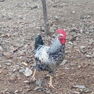 şotland sallaqqulaq pişiyi: Yeri 25 AZN XARKO 30AZN HAMISI XORUZDU — 2