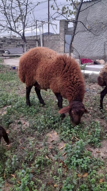 İtlər: Qoyun – Şirvan tipli, qırmızı-qəhvəyi yunlu qoç - Cins/type: yerli — 2