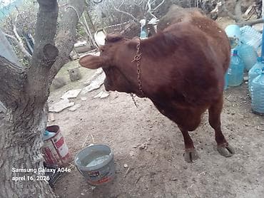 inək südsağan aparat: 15_16litrden cox sud verir.ikinci balasidir.balasi erkekdir .Teze — 6