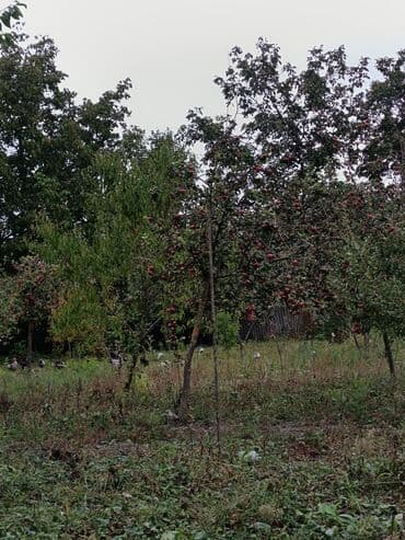 gence şeheri: 22 sot, Kənd təsərrüfatı, Mülkiyyətçi, Kupça (Çıxarış) — 6