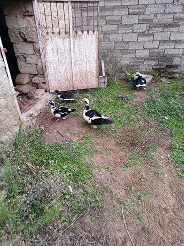 K/t heyvanları üçün mallar: Lal ördək cavan Erkek 30 dişi 20 azn öz həyətimin heyvanlaridi cuzi — 2