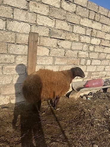 Digər heyvanlar: 2ci qarin dogub bogazdi 3qarin dogacaq — 2