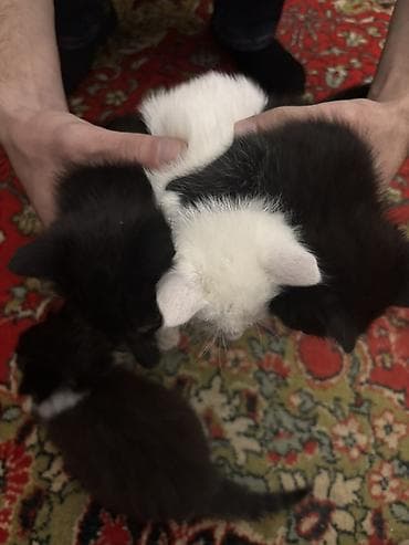 Akvariumlar: Britan yastı qulaq — 1