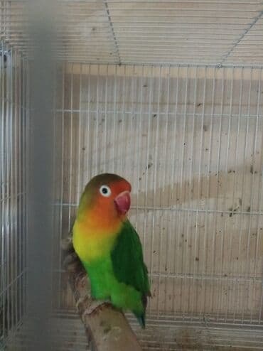 неразлучник: Tutuquşu popuqay fişer — 1