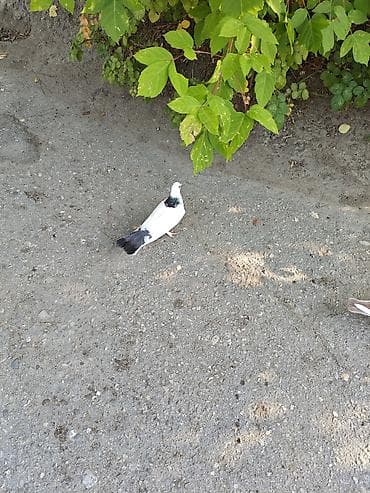 dekarativ goyercinler: Diqqət!!! Göyərçinlərin qanadını yel vurub, hər 2si mayadır. Gozuxalli — 2