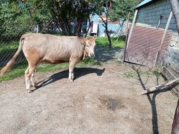 sudluk inekler satışı: Məhsul: Dana (erkək) Təsvir: - Şəkillərdə görünən sağlam, ətlik — 8