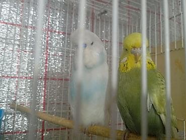 dekarativ quşlar: Damazlıq bala vermiş çex tutuquşuları satılır 2-3 dəfə bala almışam — 4