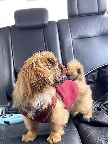 pekines: Pekines, 7 ay, Dişi — 5
