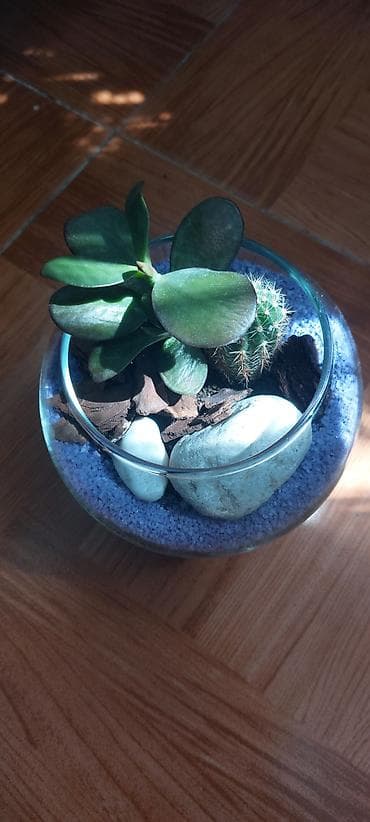 Buket güllər: Şüşə akvariumda kaktus və sukulentlərdən ibarət mini bağça. Bənövşəyi — 4