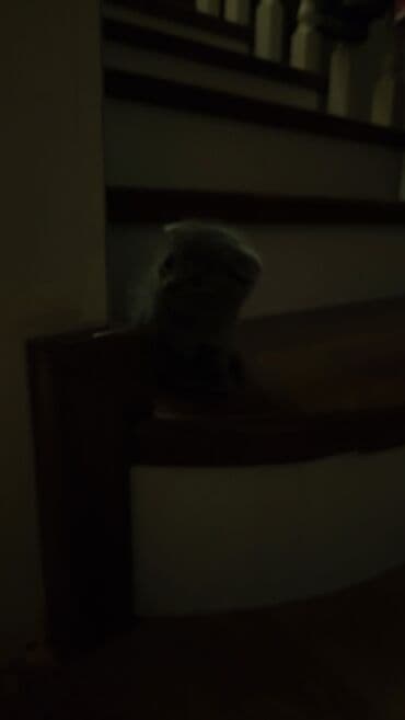 pişik tualet: Şotland yastı qulaq — 8