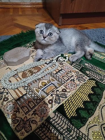 Məhsul: Naxışlı səccadə və təsbeh dəsti Təsvir: - Klassik İslam