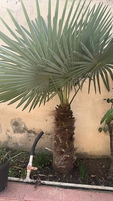 sisme yataq: İşlənmiş Böyüklər üçün Bir nəfərlik Qış üçün Yorğan, Ünvandan götürmə — 4