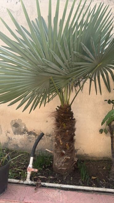 Другие растения: Dekorativ palma ağacı – fan formalı geniş yarpaqları ilə həyət və — 1