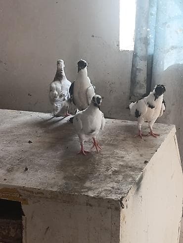 pidbul balası: 1əbrəş maya-1 göy quyruq çilbaş maya-2dənə baladan çıxma qarabaş — 10