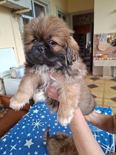 çoban itləri: Pekines — 5