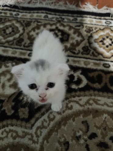 Quşlar: Dişi, Yaxşı əllərə, Ünvandan götürmə — 2