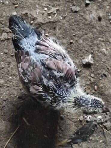 goyerçin: Məhsul: Göyərçin salam çil döş maya satilir, super bala verən sağlam — 11