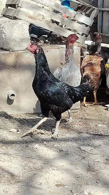 Pişiklər: Toyuq, Damazlıq — 6