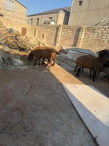 yetim quzu: Salam aleyküm 6 baş quzu 2 dişi 4ərgəy ünvan binə salgoz 0775431770 — 8