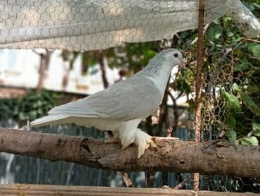 goyercin yuvasi satilir: 1cut delfin sahiblendirilir Yasamaldadi - Növ: dekorativ — 2