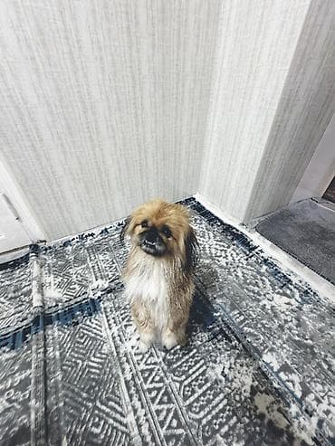 Quşlar: Pekines — 2